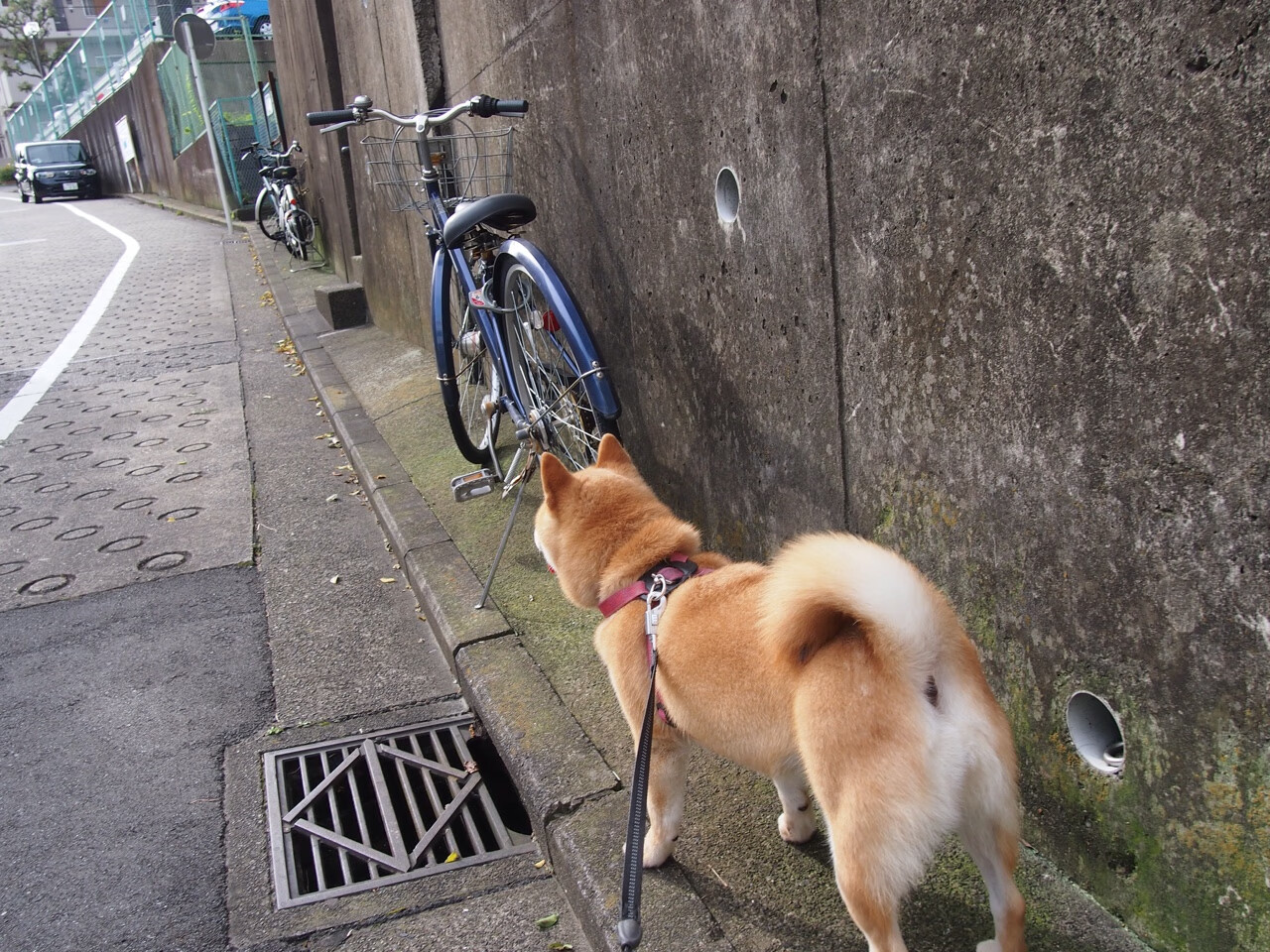 乐鱼体育APP官方下载-体育饮食指导课程进入专业训练体系，体育健康饮食