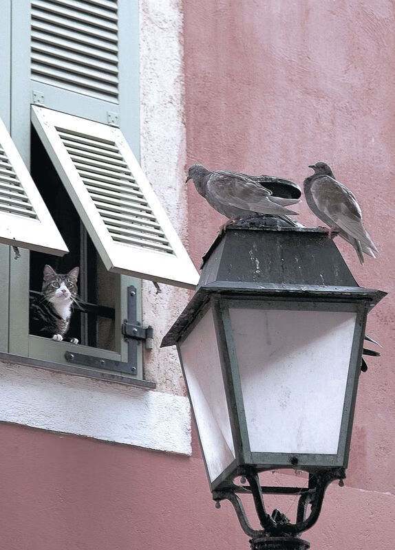 乐鱼体育APP官方下载-塔特的球场指挥官作用，令袋鼠队攻守如行云流水