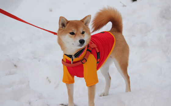 Leyu Sport下载-巴尔:全黑队防线的坚固屏障,每次拦截都精准无误,足球巴尔