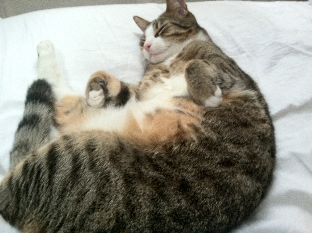 乐鱼体育(中国)官方网站-弗朗索瓦·斯图尔特：南非队战术的支柱，用精准传球连通全队，弗朗索瓦维拉斯