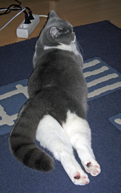 乐鱼官网-张雨霏和教练反复推敲技战术细节，张雨霏教练评价